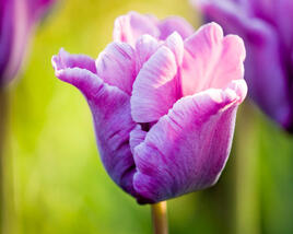 Tulipán papouškovitý 'Blue Parrot'
