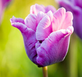 Tulipán papouškovitý 'Blue Parrot' - Tulipa Parrot 'Blue Parrot'