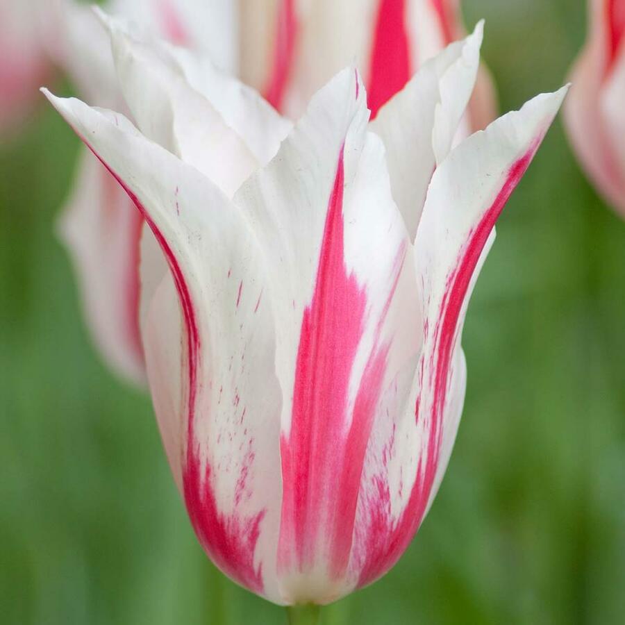 Tulipán liliovitý 'Marilyn' - Tulipa Lily Flowering 'Marilyn'