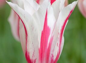Tulipán liliovitý 'Marilyn' - Tulipa Lily Flowering 'Marilyn'