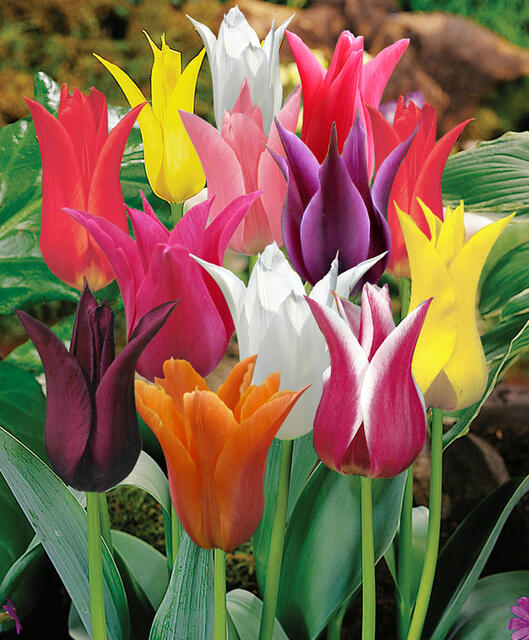 Tulipán liliovitý 'Mix' - Tulipa Lily Flowering mix