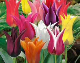 Tulipán liliovitý 'Mix'