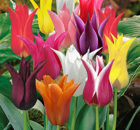Tulipán liliovitý 'Mix' - Tulipa Lily Flowering mix