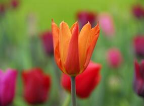 Tulipán liliovitý 'Ballerina' - Tulipa Lily Flowering 'Ballerina'