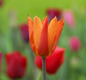 Tulipán liliovitý 'Ballerina' - Tulipa Lily Flowering 'Ballerina'