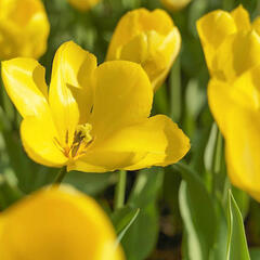 Tulipán Fosterův 'Golden Purissima' - Tulipa Fosteriana 'Golden Purissima'