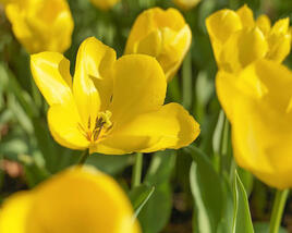 Tulipán Fosterův 'Golden Purissima'