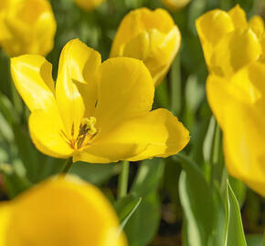 Tulipán Fosterův 'Golden Purissima' - Tulipa Fosteriana 'Golden Purissima'