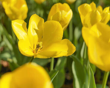 Tulipán Fosterův 'Golden Purissima'
