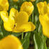 tulipan-fosteruv-golden-purissima.jpg