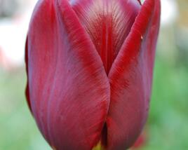 Tulipán Triumph 'Jan Reus'
