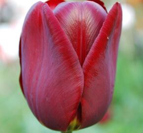 Tulipán Triumph 'Jan Reus'