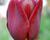 Tulipán Triumph 'Jan Reus'