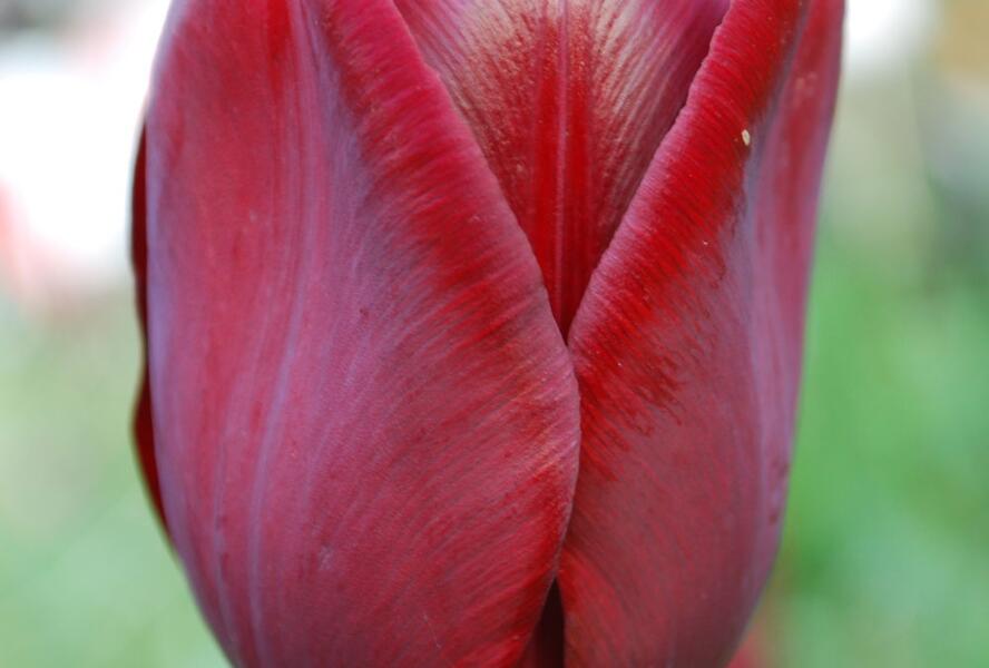 Tulipán Triumph 'Jan Reus' - Tulipa Triumph 'Jan Reus'