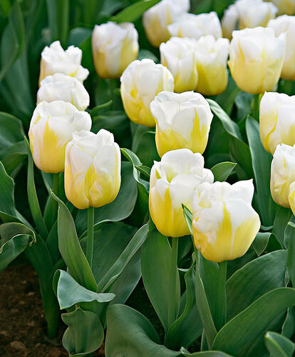 Tulipán Triumph 'Calgary'® - Tulipa Triumph 'Calgary'®