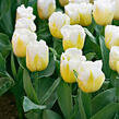 Tulipán Triumph 'Calgary'® - Tulipa Triumph 'Calgary'®