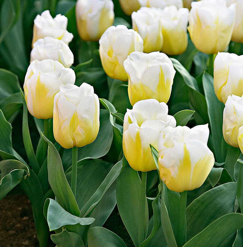 Tulipán Triumph 'Calgary'® - Tulipa Triumph 'Calgary'®