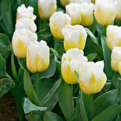 Tulipán Triumph 'Calgary'® - Tulipa Triumph 'Calgary'®