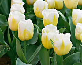 Tulipán Triumph 'Calgary'®