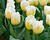 Tulipán Triumph 'Calgary'®