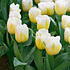 tulipan-rany-calgary.jpg