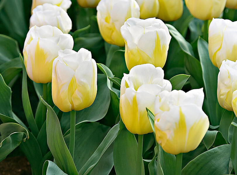 Tulipán Triumph 'Calgary'® - Tulipa Triumph 'Calgary'®