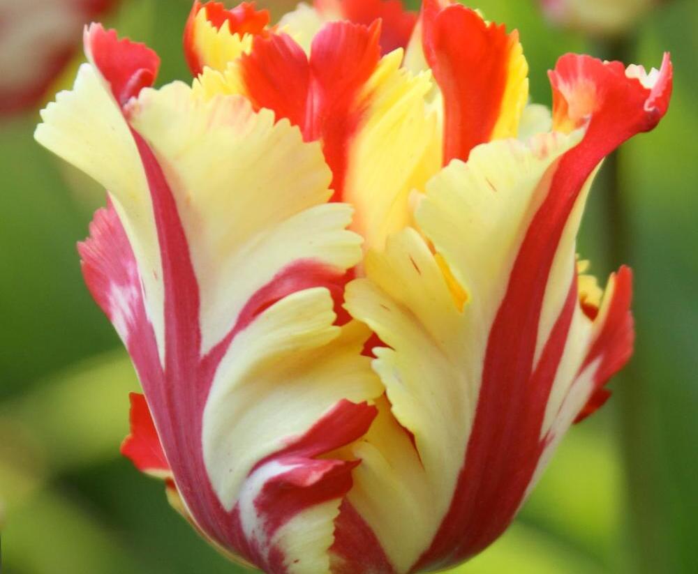 Tulipán papouškovitý 'Texas Flame' - Tulipa Parrot 'Texas Flame'