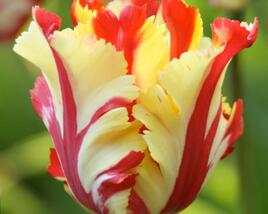 Tulipán papouškovitý 'Texas Flame'