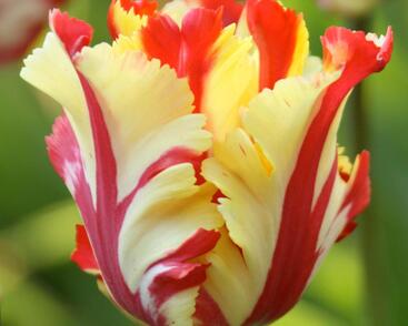 Tulipán papouškovitý 'Texas Flame'