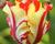 Tulipán papouškovitý 'Texas Flame'