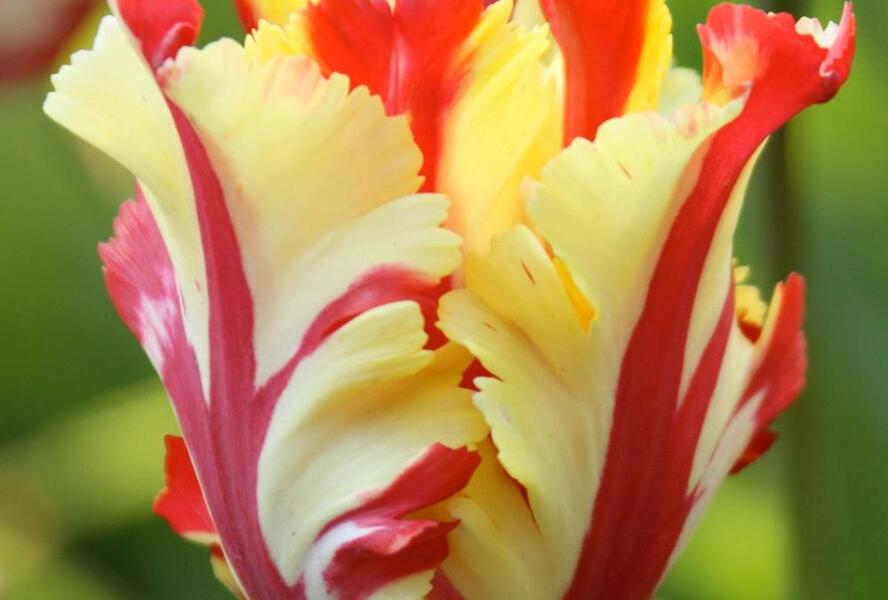 Tulipán papouškovitý 'Texas Flame' - Tulipa Parrot 'Texas Flame'