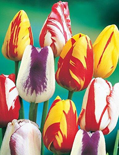 Tulipán papouškovitý 'Mix' - Tulipa Parrot 'Mix'
