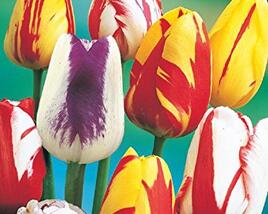 Tulipán papouškovitý 'Mix'
