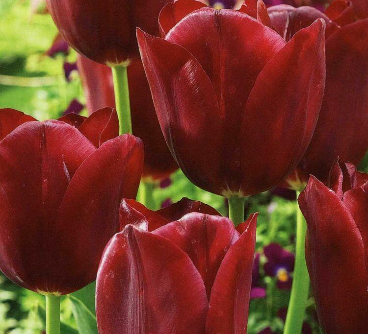 Tulipán Triumph 'National Velvet' - Tulipa Triumph 'National Velvet'