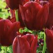 Tulipán Triumph 'National Velvet' - Tulipa Triumph 'National Velvet'