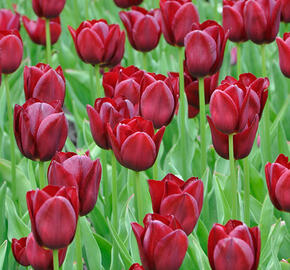 Tulipán Triumph 'National Velvet' - Tulipa Triumph 'National Velvet'