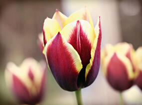 Tulipán Triumph 'Gavota' - Tulipa Triumph 'Gavota'