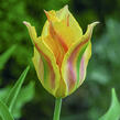 Tulipán zelenokvětý 'Golden Artist' - Tulipa Viridiflora 'Golden Artist'