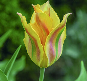 Tulipán zelenokvětý 'Golden Artist' - Tulipa Viridiflora 'Golden Artist'