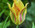 Tulipán zelenokvětý 'Golden Artist'