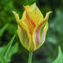 tulipan-zelenokvety-golden-artist.jpg