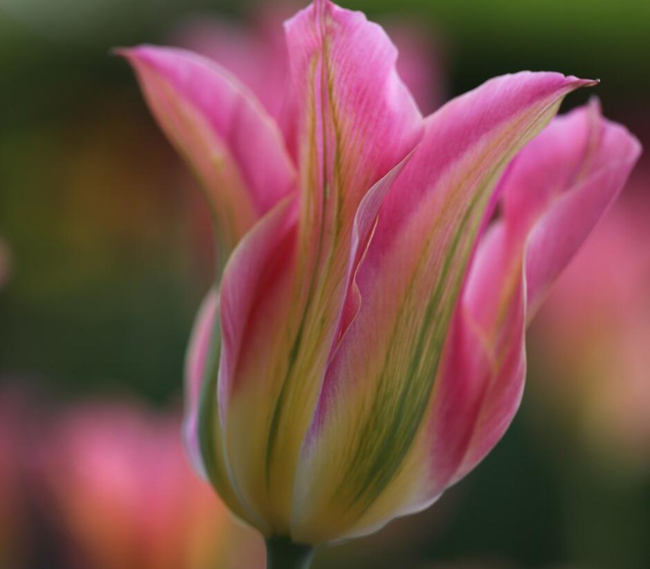 Tulipán zelenokvětý 'Florosa' - Tulipa Viridiflora 'Florosa'