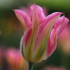 Tulipán zelenokvětý 'Florosa' - Tulipa Viridiflora 'Florosa'