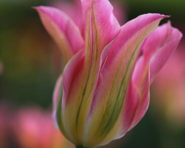 Tulipán zelenokvětý 'Florosa'