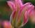 Tulipán zelenokvětý 'Florosa'