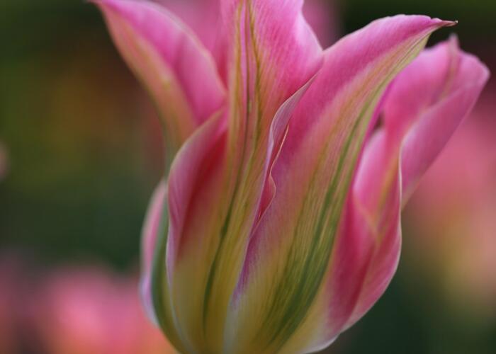 Tulipán zelenokvětý 'Florosa' - Tulipa Viridiflora 'Florosa'