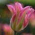 tulipan-zelenokvety-florosa.jpg