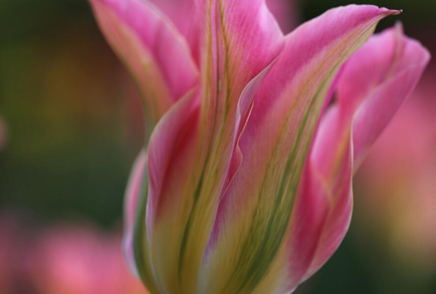 Tulipán zelenokvětý 'Florosa' - Tulipa Viridiflora 'Florosa'