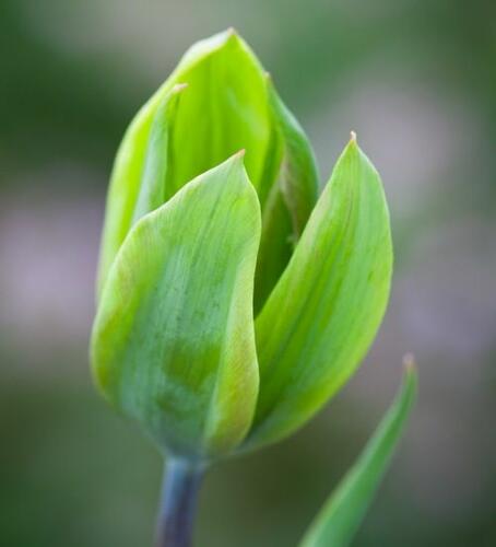 Tulipán zelenokvětý 'Evergreen' - Tulipa Viridiflora 'Evergreen'