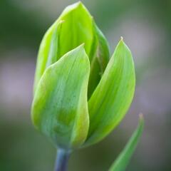 Tulipán zelenokvětý 'Evergreen' - Tulipa Viridiflora 'Evergreen'
